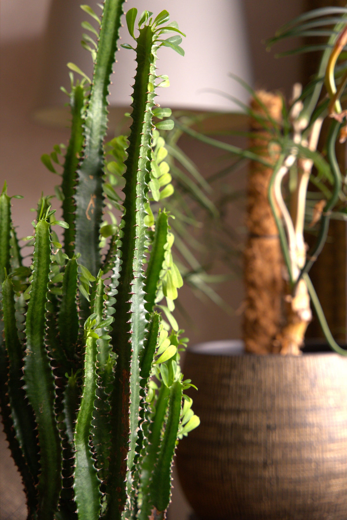 Green Design - Petit