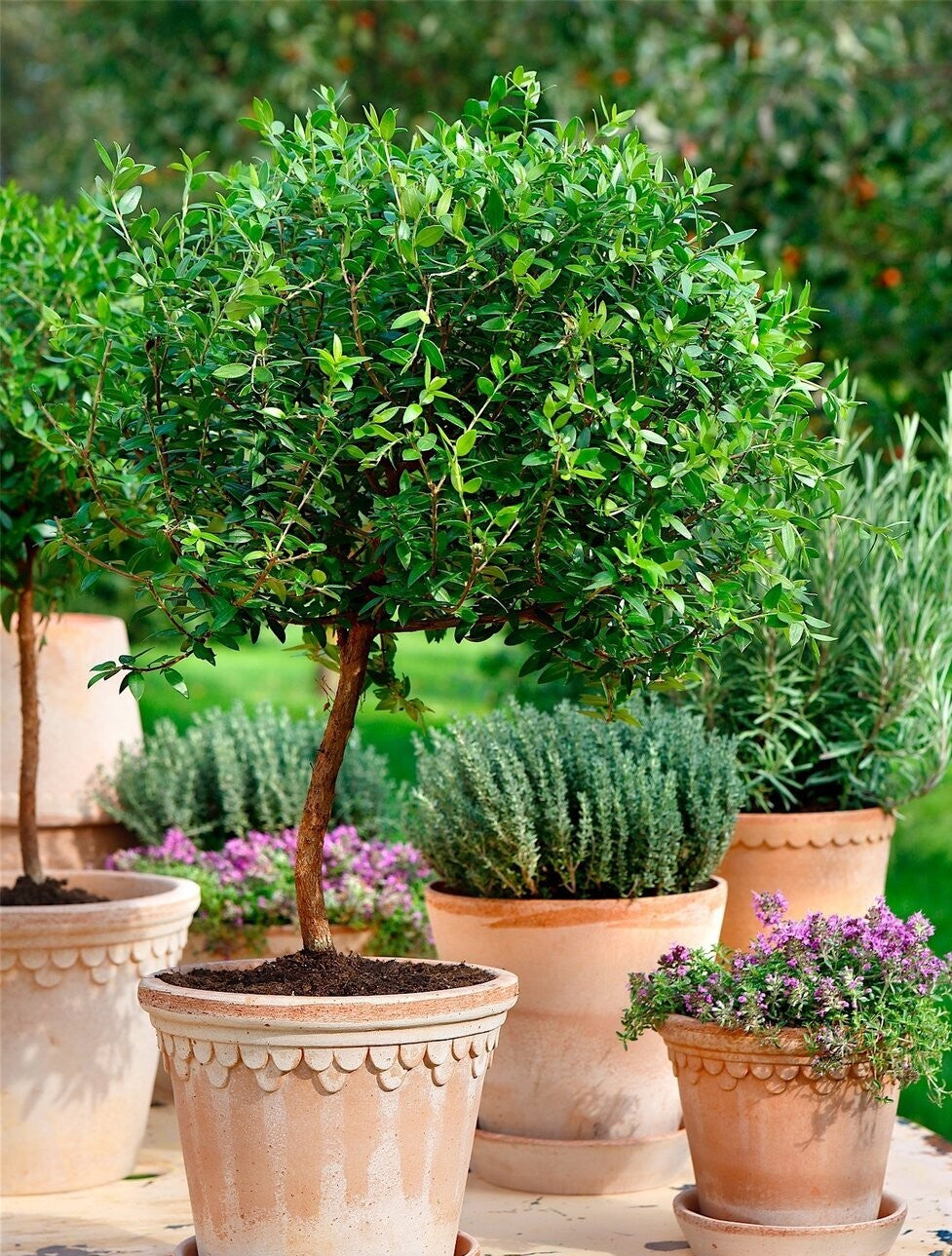 Potted Garden - Grand