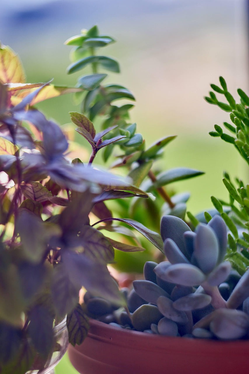 Potted Garden - Petit