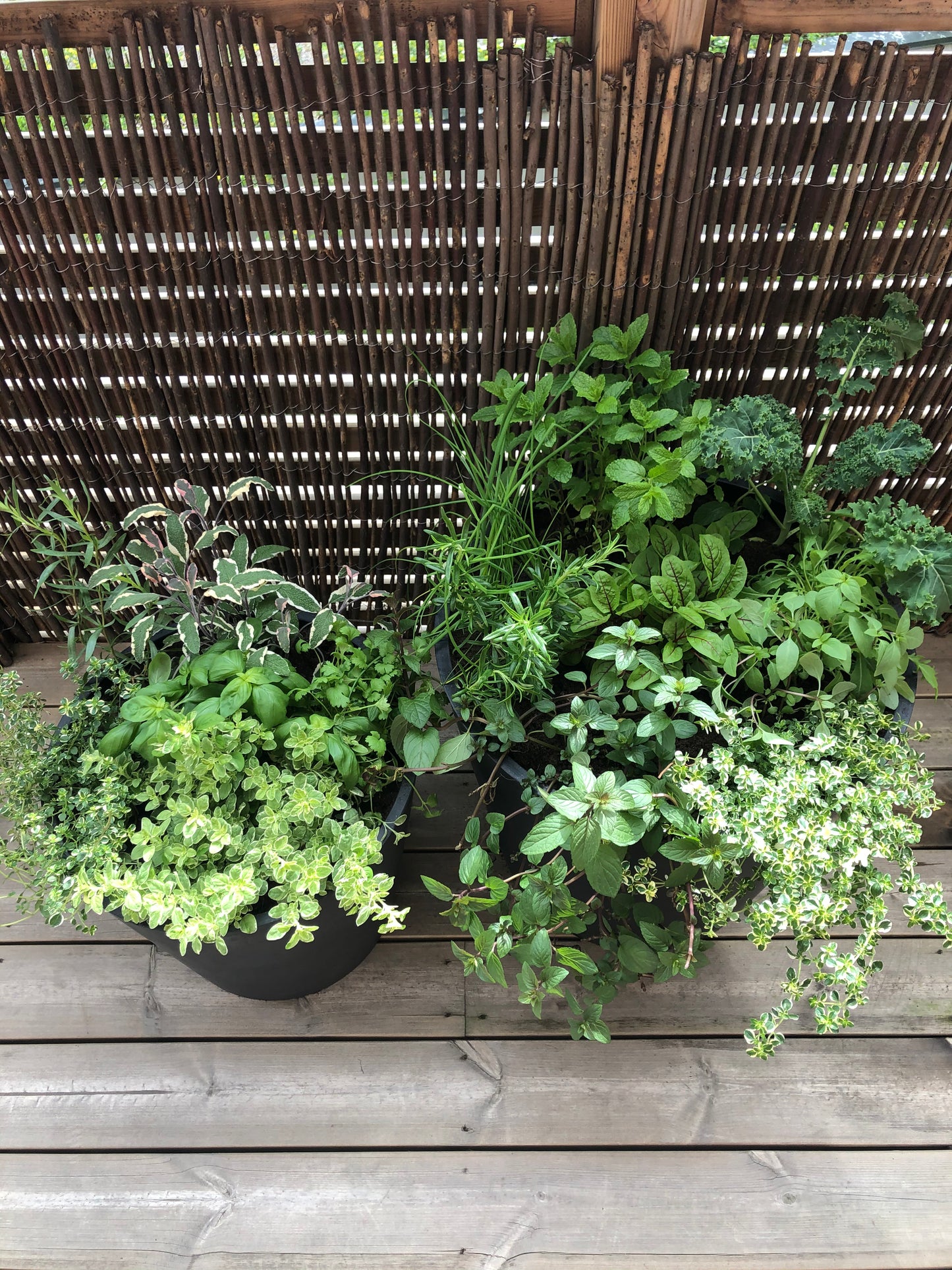 Potted Garden - Standard