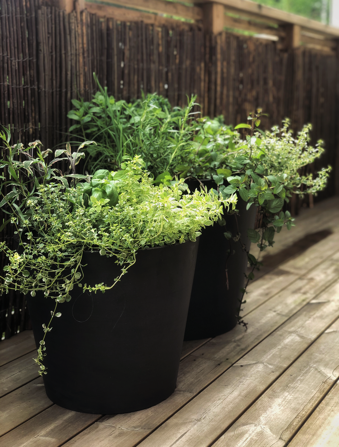Potted Garden - Standard