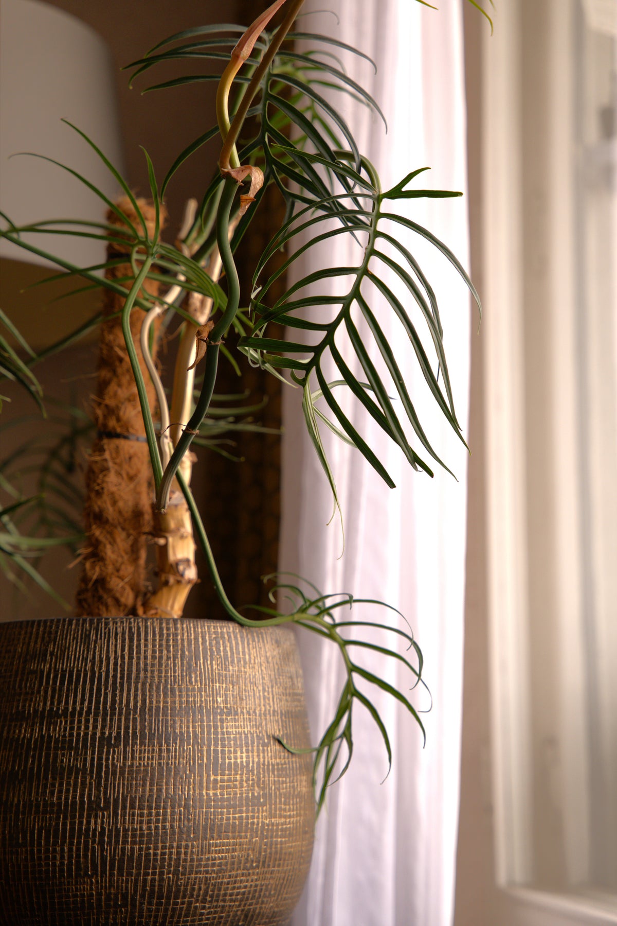 Green Design - Petit