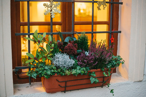 Potted Garden - Petit