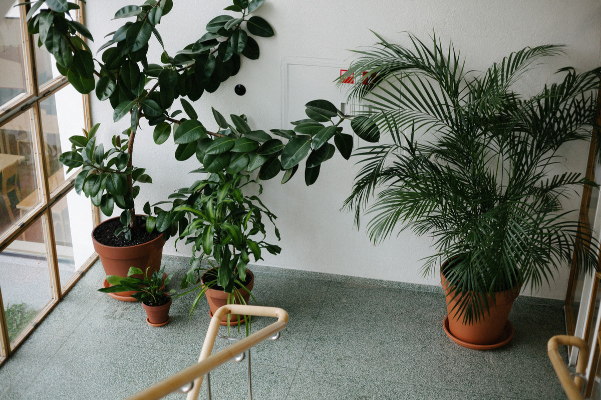 Green Design - Grand